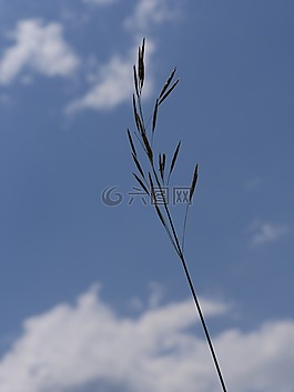 草,天空,環(huán)境