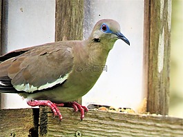 鳥,鴿子,野生動物