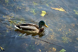 鴨,鳥(niǎo),水禽