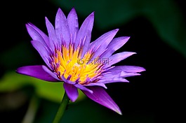 睡蓮,花,植物區(qū)系