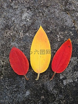 葉,葉子,光明