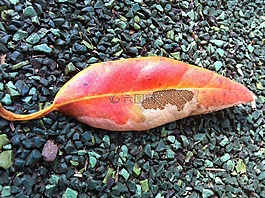 葉,秋,衰變