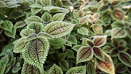 自然,植物區(qū)系,葉
