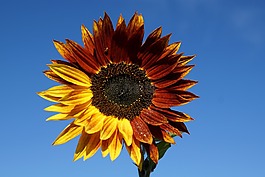 太陽(yáng)花,花,字段