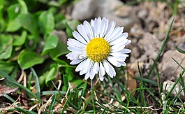 花,雛菊,鵝花