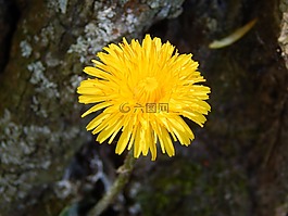 毛茛,蒲公英,鮮花