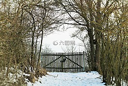 冬天,雪,木