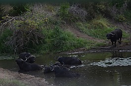 水牛,dagga公牛,非洲水牛
