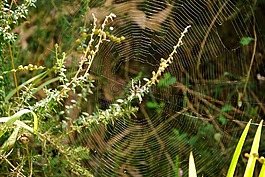 蜘蛛,web,蟲族