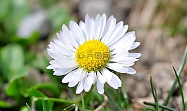 花,開花,鵝花