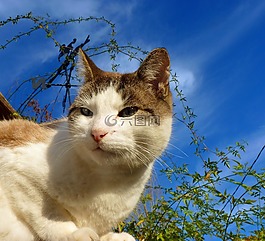 貓,貓科動物,國內動物