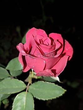 花,玫瑰,植物區(qū)系