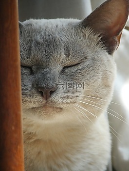 猫,mietze,katzenkopf