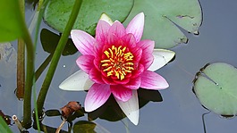 花,植物,開花