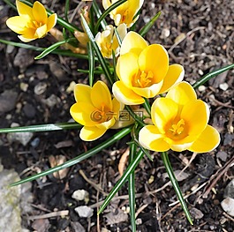 藏紅花,花,廠(chǎng)