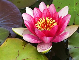 花,植物,開花