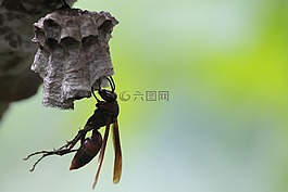 黃蜂,蜜蜂,蜂蜜