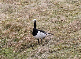 白额黑雁,鹅,branta leucopsis