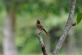 鳥,麻將,金