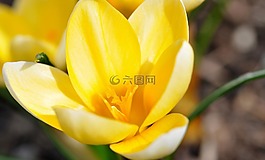 藏紅花,花,開花