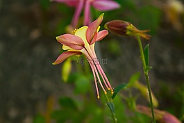 鴿的,開花,灌木