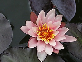 花,植物,開花