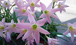 鮮花,集合,bello