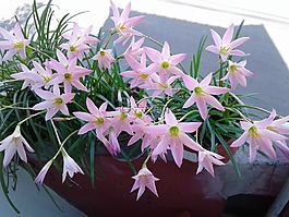 鮮花,集合,bello