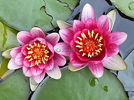 花,植物,開花