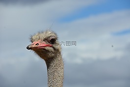 南非,斯特勞斯,農(nóng)場(chǎng)