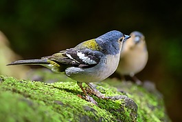 鳥(niǎo),性質(zhì),動(dòng)物世界