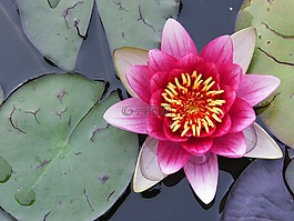 花,植物,開花