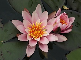 花,植物,開花