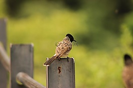 鳥(niǎo),坐,自然