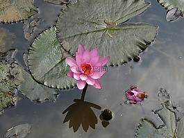 睡蓮,水生植物,開花