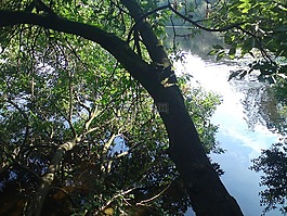 湖,銀行,樹(shù)