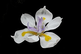 花,盛開,蘭花