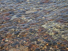 清除,海,水