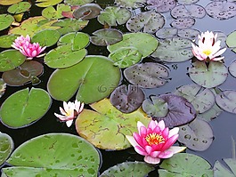 花,植物,開花