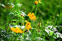 鮮花,黃色,自然