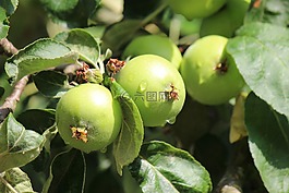 蘋果,水果