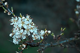 鮮花,在盛開的花朵,春天
