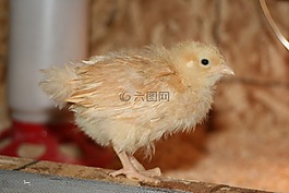 小雞,雞,鳥