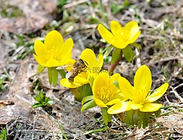 冬季林格,蜜蜂,昆虫
