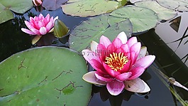 花,植物,開花