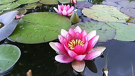 花,植物,開花