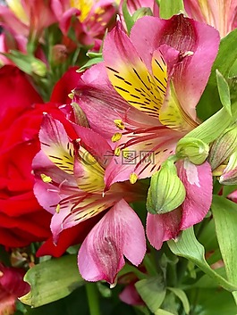 粉紅色的花,粉紅色的花瓣,粉紅色