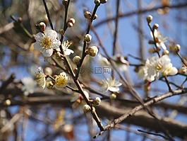 鮮花,梅花,春天