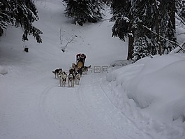雪橇狗賽跑,哈士奇,狗