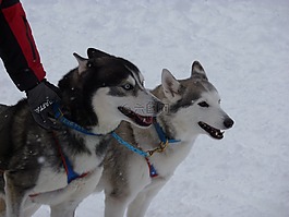 雪橇狗賽跑,哈士奇,狗